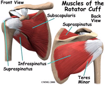 rotator cuff