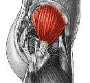 gluteus muscles