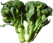 fresh kale