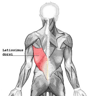 drawing of the Latissimus dorsi