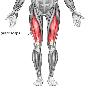 diagram of the quadriceps